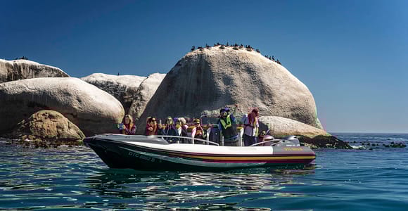 Kapstadt: Meerestier-Tour ab der V&A Waterfront