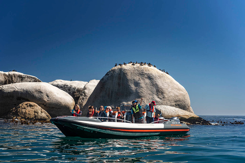 Cape Town: Marine Wildlife Tour from the V&A Waterfront Cape Town: Marine Wildlife Tour in the Bay without Transfer