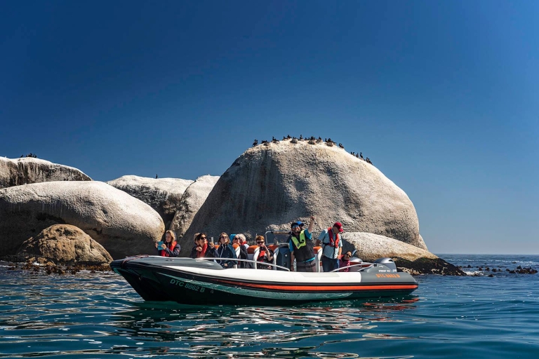 Ciudad del Cabo: tour de vida silvestre marina desde el V&A WaterfrontCiudad del Cabo: tour de vida silvestre marina en la bahía sin traslado