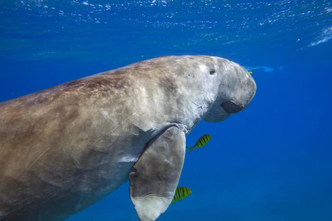 Marsa Mubarak Sea Turtles Trip with Optional Diving with 1 Intro-dives, Snorkelling, Lunch