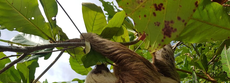 Puerto Limon : visite de la ville et du parc national de Cahuita
