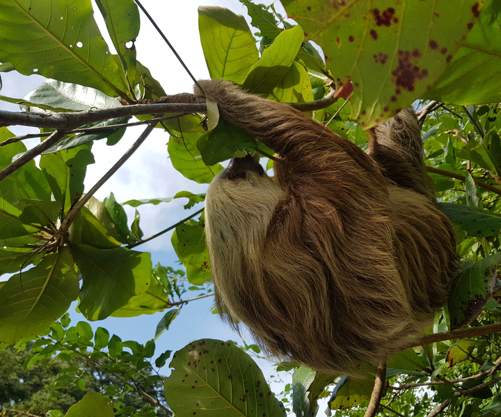 Puerto Limon: City Highlights and Cahuita National Park Tour