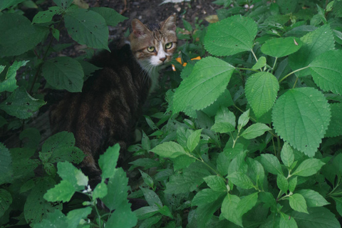 Mini-wycieczka po Hangzhou: tradycyjna medycyna chińska, widoki na wzgórza i targMini-wycieczka po Hangzhou: tradycyjna medycyna chińska, widoki na wzgórza i targowisko