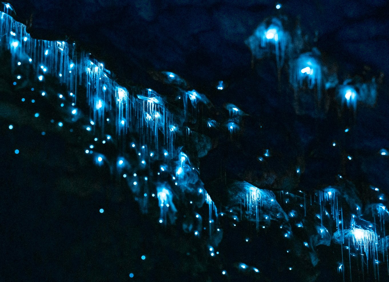 Te Anau: Glowworm Caves Guidet tur