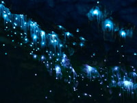 Te Anau, Glowworm Caves Guided Tour - Housity