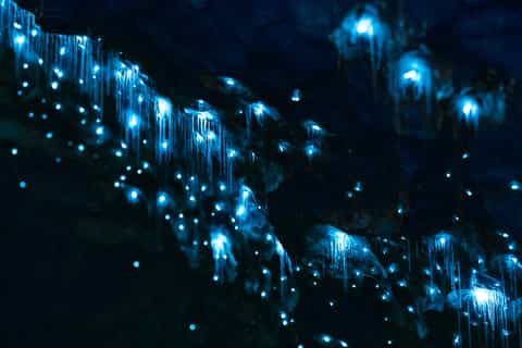 Te Anau: Glowworm Caves Guided Tour