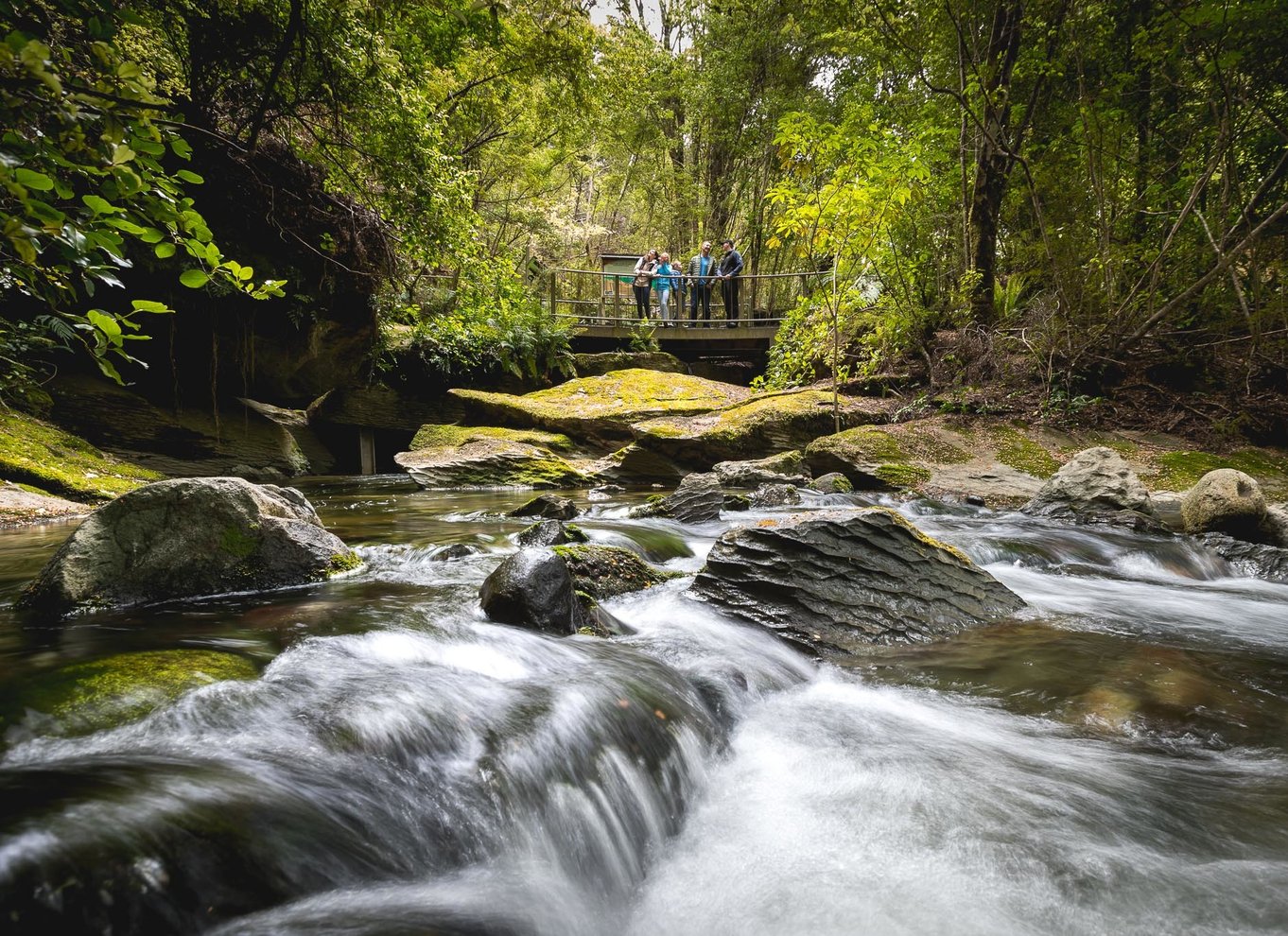 Te Anau: Glowworm Caves Guidet tur