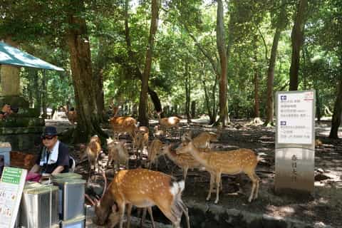 Nara: Half-Day UNESCO Heritage & Local Culture Walking Tour