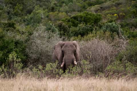 Plettenberg Bay: 2-Hour Horseback Game Reserve Safari