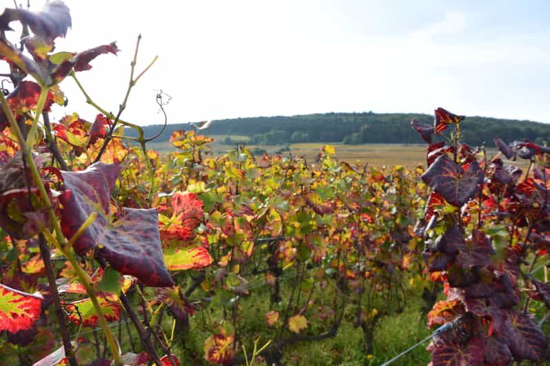 From Beaune Burgundy 10 Wines Grand Cru Tasting Day Trip GetYourGuide