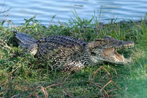 Depuis Varadero : visite des Caraïbes et ferme de crocodiles