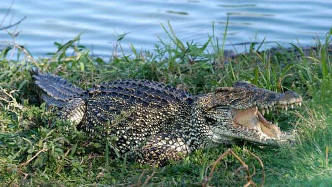 tour to the caribbean and crocodile farm from varadero