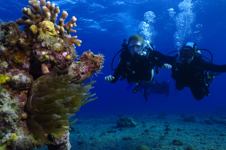 Eliat: PADI Discover Scuba Diving-cursus met instructeurEliat: introductieduiken met instructeur