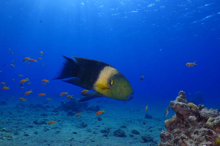 Eliat: Coral Reef Snorkeling Trip with InstructorSnorkeling tour to Underwater Restaraunt covered by Corals