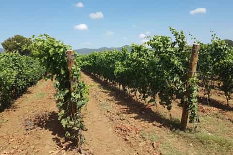 San Gimignano Area: Wine Tasting Experience