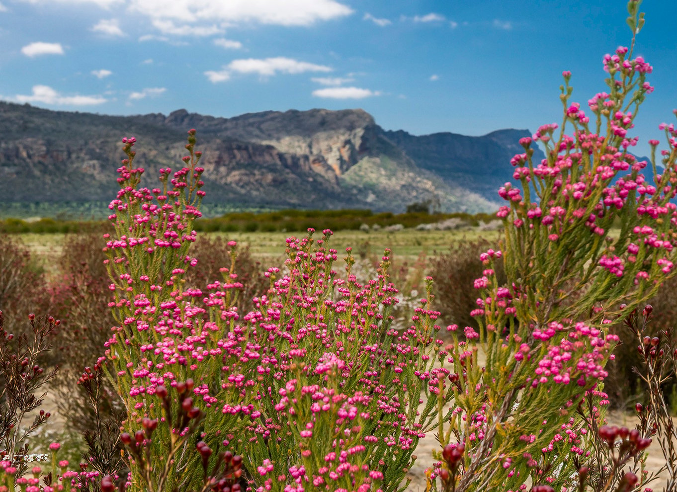 Fra Melbourne: Grampians National Park Bushwalking Tour