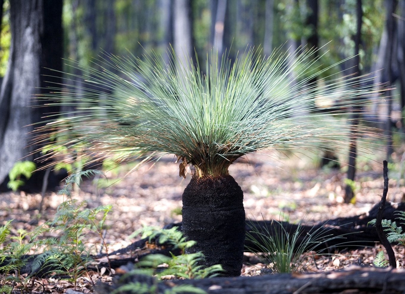 Fra Melbourne: Grampians National Park Bushwalking Tour