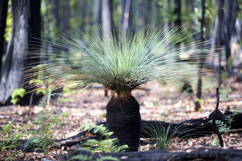 Z Melbourne: wycieczka piesza po Parku Narodowym GrampiansZ Melbourne: Wielka ucieczka z Parku Narodowego Grampians