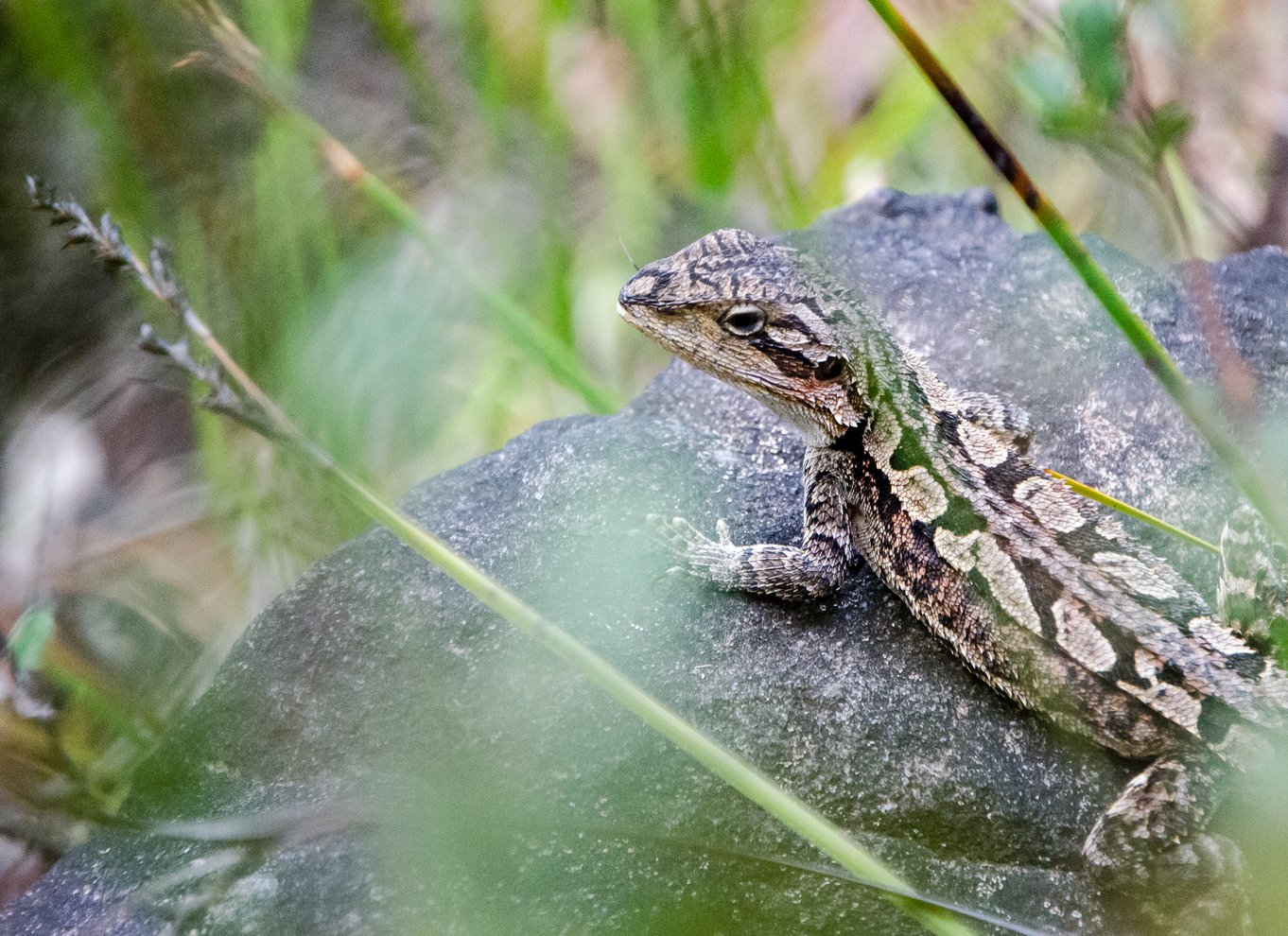 Fra Melbourne: Grampians National Park Bushwalking Tour