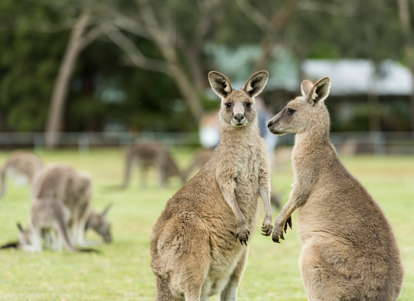 Fra Melbourne: Grampians National Park Bushwalking Tour