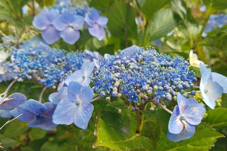 Madeira: visita guiada privada de medio día a los jardines de PalheiroTour con recogida en Funchal