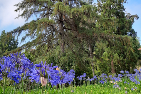 Madeira: visita guiada privada de medio día a los jardines de PalheiroTour con recogida en Funchal