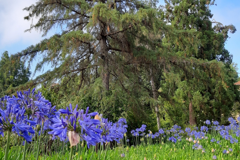 Madeira: visita guiada privada de medio día a los jardines de PalheiroTour con recogida en Funchal