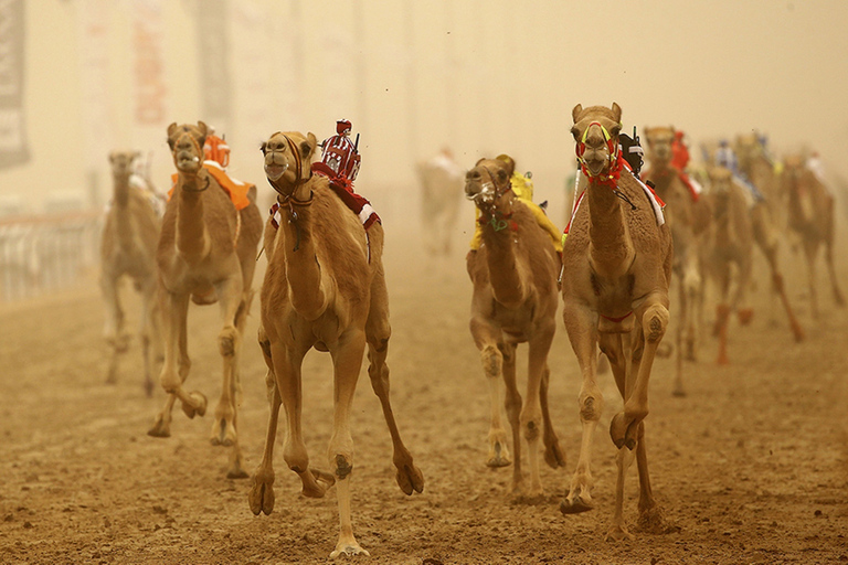 Ab Dubai: Al Ain Tagestour mit MittagessenGemeinsame Basistour