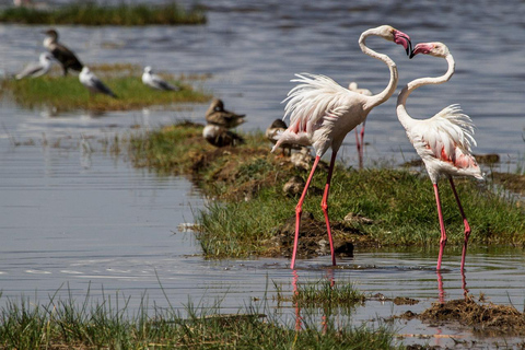 4 dagars safari i Masaai Mara och Nakurusjöns nationalpark