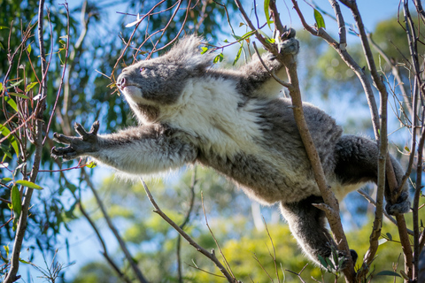 Ab Melbourne: Tagesausflug Great Ocean Road mit Mittagessen