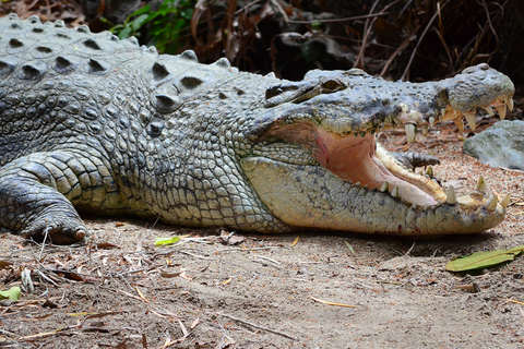 Daintree Wilderness & Cape Tribulation Full-Day Tour Daintree Wilderness Tour & Pick-up Port Douglas