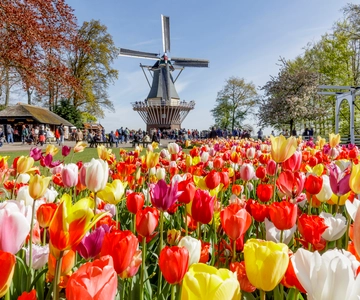 Bruxelles: Holland Keukenhof & Kinderdijk guidet dagstur