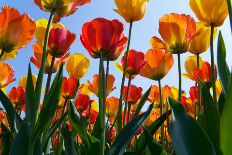 Antwerp: Full-day Holland Guided Keukenhof & Kinderdijk Tour Tour in Spanish