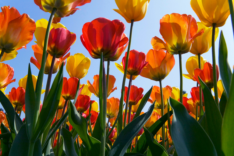 Antwerp: Full-day Holland Guided Keukenhof & Kinderdijk Tour Tour in Spanish