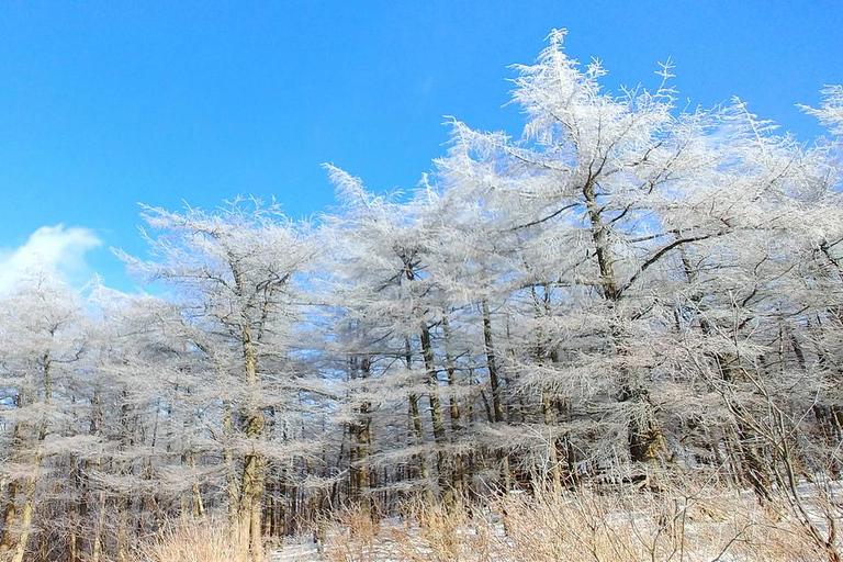 De Seul: excursão privada de um dia a Gangwondo - inglês ou espanholDe Seul: passeio privado de um dia a Gangwondo - inglês ou espanhol