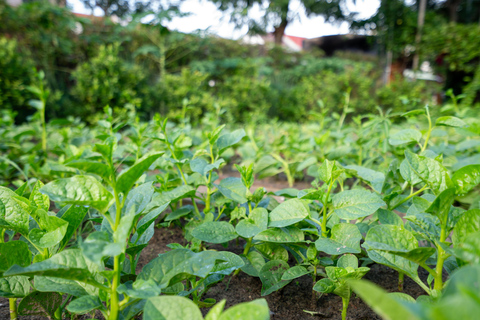Hoi An: Farm-to-Table Cooking Class with Fishing & Crafts