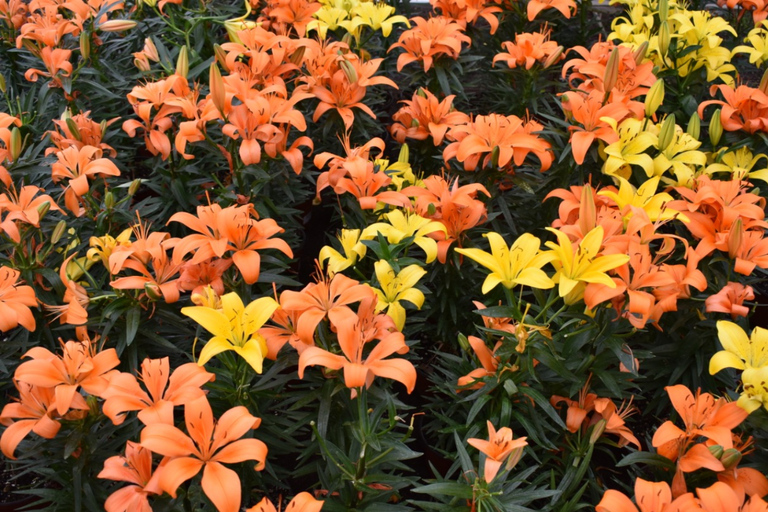 From Puebla: Atlixco & Atlimeyaya Private Tour all included