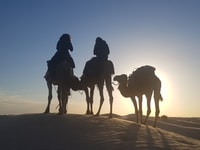 Douz 2 jours Sahara Desert Camel Trek - Hizvo