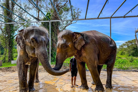 Phuket: Phuket Elephant Care Sanctuary ECO TourHotel pickup in Phuket