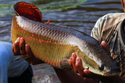 From Iquitos: Amazonas in 4 Days: | Nanay River + Monkeys |