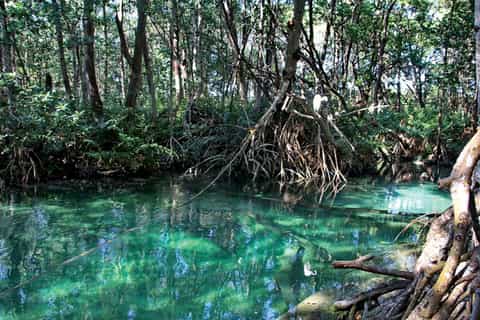 From Mérida: Ria Celestun Biosphere Reserve Tour