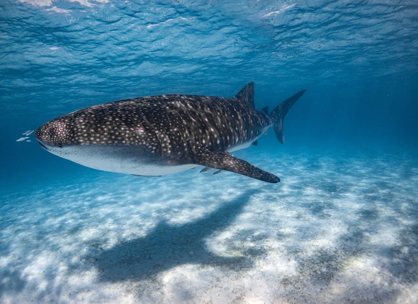 Coral Bay: Ningaloo Reef Svøm og snorkle med hvalhajer