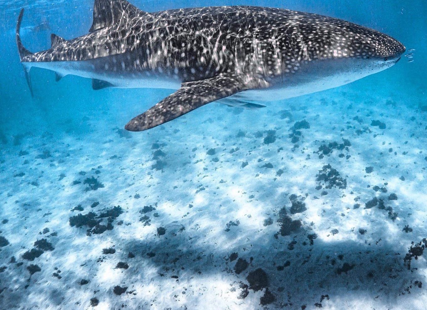 Coral Bay: Ningaloo Reef Svøm og snorkle med hvalhajer