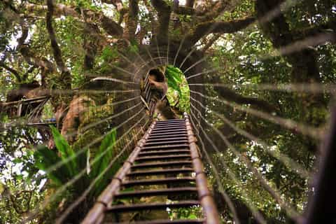 Brisbane: O'Reillys Tree Top Walk