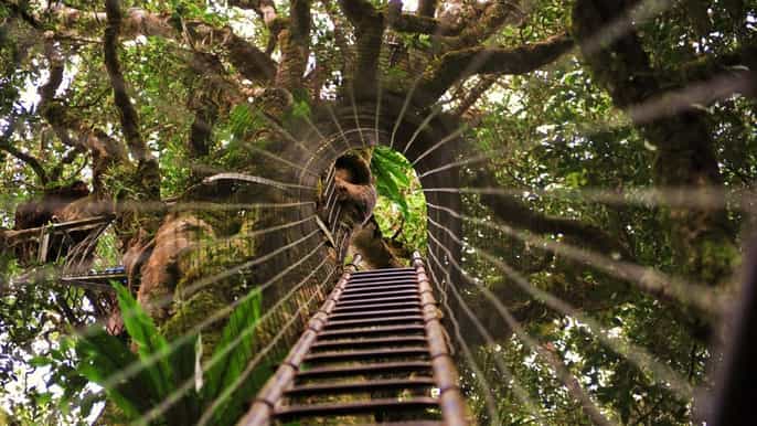 brisbane oreillys tree top walk