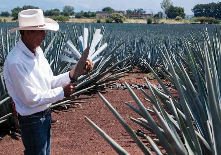 From Guadalajara Jose Cuervo Distillery & Tequila Town Tour GetYourGuide