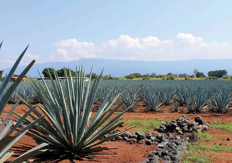 From Guadalajara Jose Cuervo Distillery & Tequila Town Tour GetYourGuide