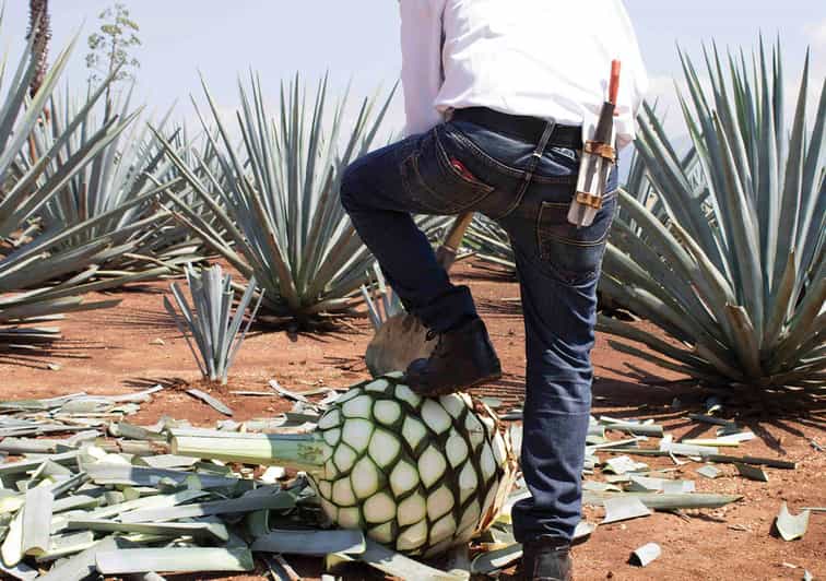 Desde Guadalajara tour destilería José Cuervo y tequila GetYourGuide