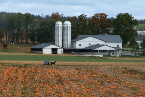 Lancaster: Amish Film, House, and Farmland Experience