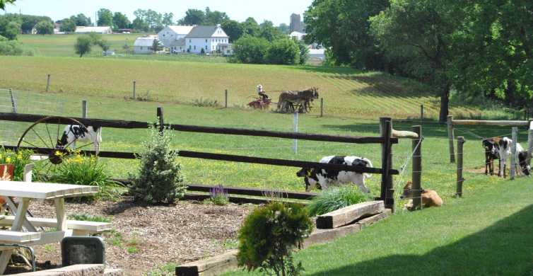 Lancaster Amish Experience Visit in Person Tour of 3 Farms GetYourGuide